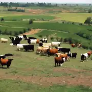在不同的地区中，牵牛有怎样的特征差异化么？