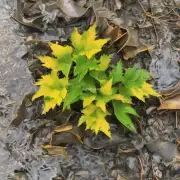 问题一：为什么水培吊兰叶子尖发黄？