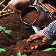 对于没有经验的人来说如何选择合适的新泥炭来给桂花浇水和施肥?