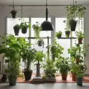 如果你想要一个能够提供氧气并净化空气的家庭绿植你选择哪种植物比较合适？