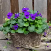 什么时候最适合在花园里种紫罗兰？
