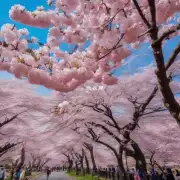第九个是如果你有机会去旅行到任何一个想要欣赏樱花的国家你会选择去哪一个国家并且会去哪里赏樱？