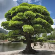 "发财树"是植物学上的名字吗？如果是的话，它是属于哪个科或属呢？