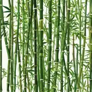 富贵竹是否容易感染疾病或虫害？