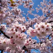 除了日本之外，在其他国家/地区的文化中有没有将樱花作为重要元素并赋予其特殊意义的事例呢？如果有的话，可以举例说明一下吗？