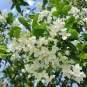 你知道一些原因导致茉莉树可能停止开花吗？