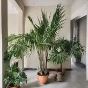 你能告诉我如何在室内种植棕榈树吗？