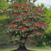 这是否是一种植物品种或特定种类的钱币树？