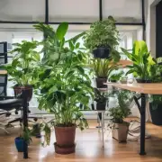 夏季办公室里最适合种植室内植物的是哪个品种？