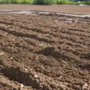 不同类型的盐碱地需要采取不同的措施来改善土壤质量吗？