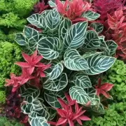哪些颜色和形状的小叶苏铁最适合用作装饰性植物？