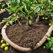 在种植盆栽柠檬树时应该使用哪种类型的土壤？