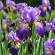 什么是蕙兰科植物（Iris）？