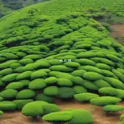 什么样的环境条件对于提高茶树的产量或质量是必需的呢？