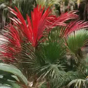 红掌花芽长什么样子？它们看起来像什么植物或动物吗？