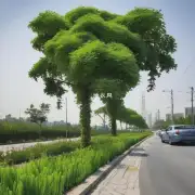 哪些植物适合用于道路绿化项目？