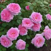 如何种植并护理一个健康而美丽的玫瑰花园？