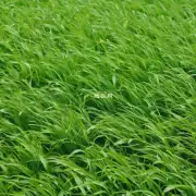 你知道有哪些地方可以找到高质量环保且易于维护的大型草坪草苗供应商吗？