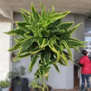 这是一种室内还是室外植物？