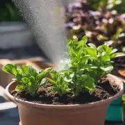 如果要喷水你如何知道你的植物需要多少水分呢？