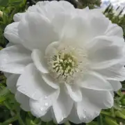 这朵白花有什么特殊的香味呢？