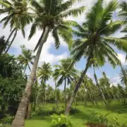 如何种植和养护盆栽椰子树？