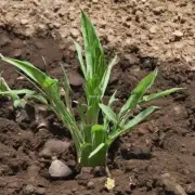 怎样才能确保植物根部得到充分的水分供应以及防止干旱或过浇水的情况发生？