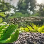 哪些室内或室外植物能够有效地杀死和控制蚊子数量？