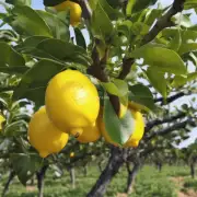 如何确定最佳时机对柠檬树进行修剪操作以确保获得最大的产量并在整个季节内持续生产更多的水果？