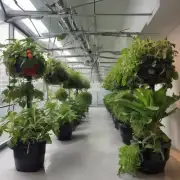在城市里种植室内植物需要注意哪些事项？