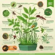 哪些植物可以有效地驱除蚊子和其它昆虫？