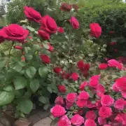 如果你的玫瑰花丛中有太多杂草和其他杂物妨碍了它的正常成长发展你会如何清理这些东西以使其获得更好的表现？