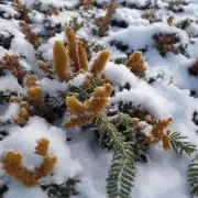你有没有听说过某些特定品种的植物可以在极寒条件下存活下来并且继续茁壮成长？如果有，那么这种植物通常具有什么样的特点使它能够在这样极端环境下生存下去？