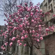 “冬季之树”是什么样的花朵？