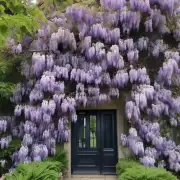 What if I miss the ideal timing for pruning my wisteria plant?