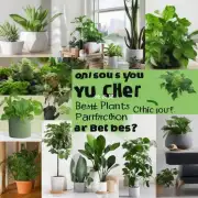 你可以告诉我哪些植物对空气净化效果最好吗？