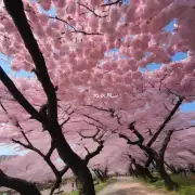 第五个是在日本有很多种不同颜色的樱花吗？