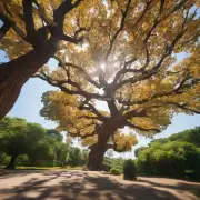 发财树对光照、温度和其他环境因素有何要求？