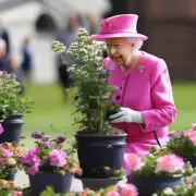 问题： 芦荟女王是什么时候开始使用她的新花盆？