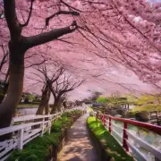 在不同的日本地区或不同时期，樱花是否也具有特定的意义或者象征物语呢？