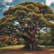 什么是发财树？