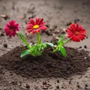 家里的花卉需要什么样的土壤？