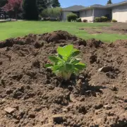 如何判断一个盆栽是否应该被替换成新土壤呢？