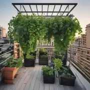 在阳台上种植什么类型的绿植更好呢？
