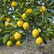 对于那些想要尝试自己修剪柠檬树的人来说，他们是否应该先学习一些基本知识、技能或者技巧以便更好地管理他们的花园中的树木？