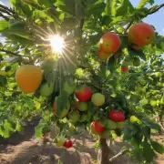 对于那些希望种植更多果实而缺乏足够的阳光照射的人群来说他们是否有任何可行的方法来改善光照水平并在树上增加产量？