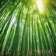 如何正确地使用化学肥料来促进竹子的成长和发育？