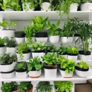 你知道有哪些适合在室内种植的小型绿色植物吗？