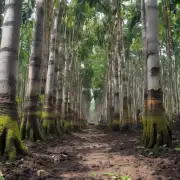 橡皮树可以使用普通泥炭或者腐叶土来种植吗？