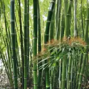 如何判断竹子是否已准备好开花了？